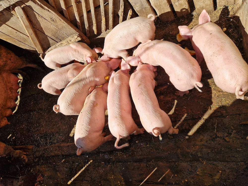 Vând Purcei! Purcei de carne