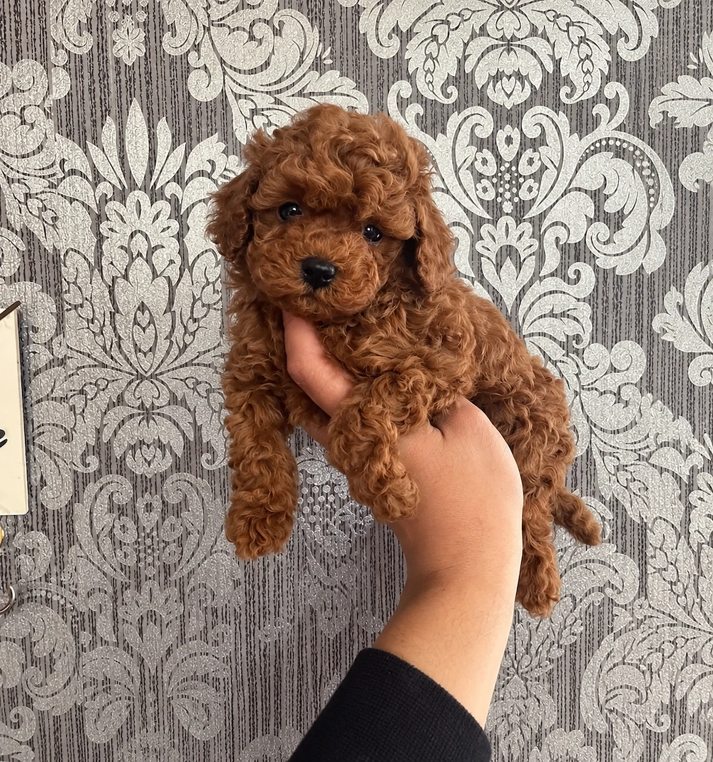 Poodle Toy (Caniche), genetică deosebita, vaccin, deparazitare la zi 