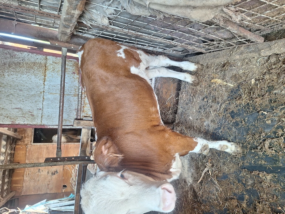 Vand vitea varsta 4 luni