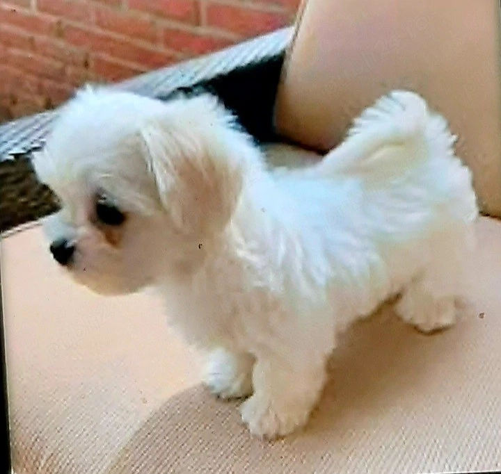 Bichon maltez miny toy