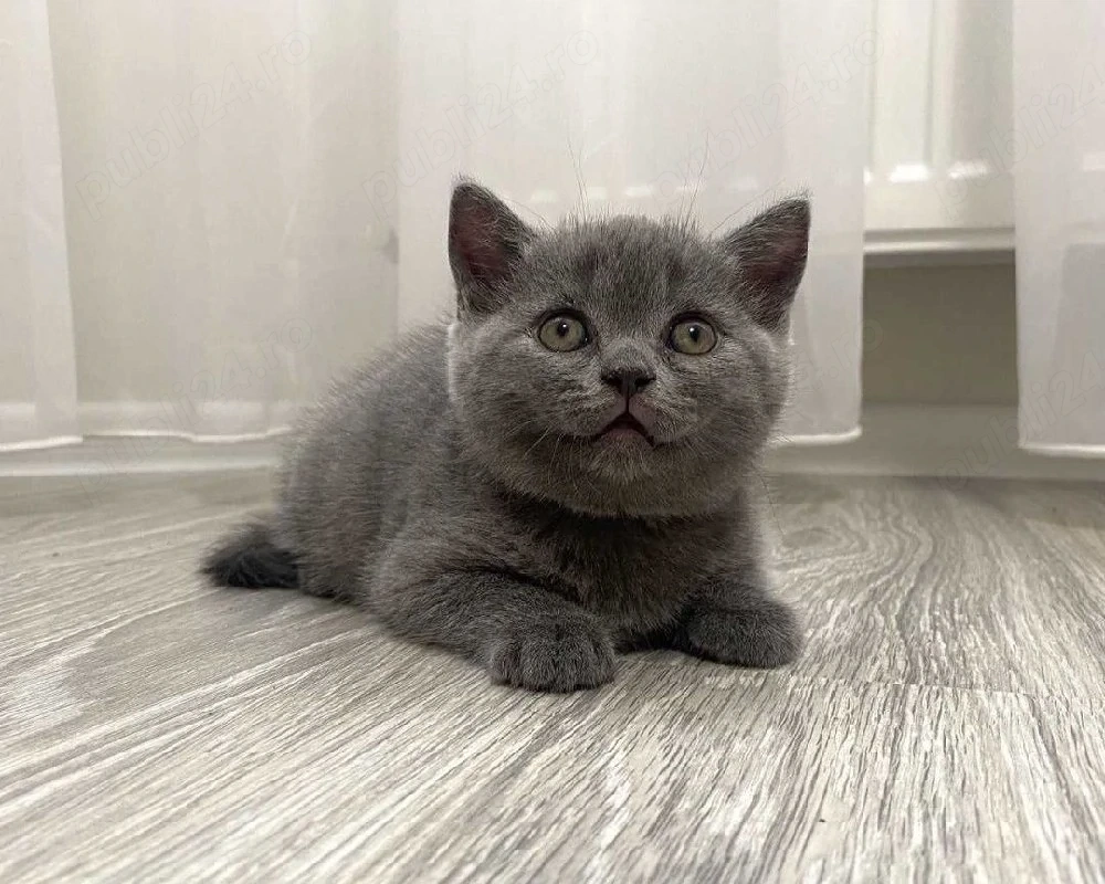 British shorthair pui superbi