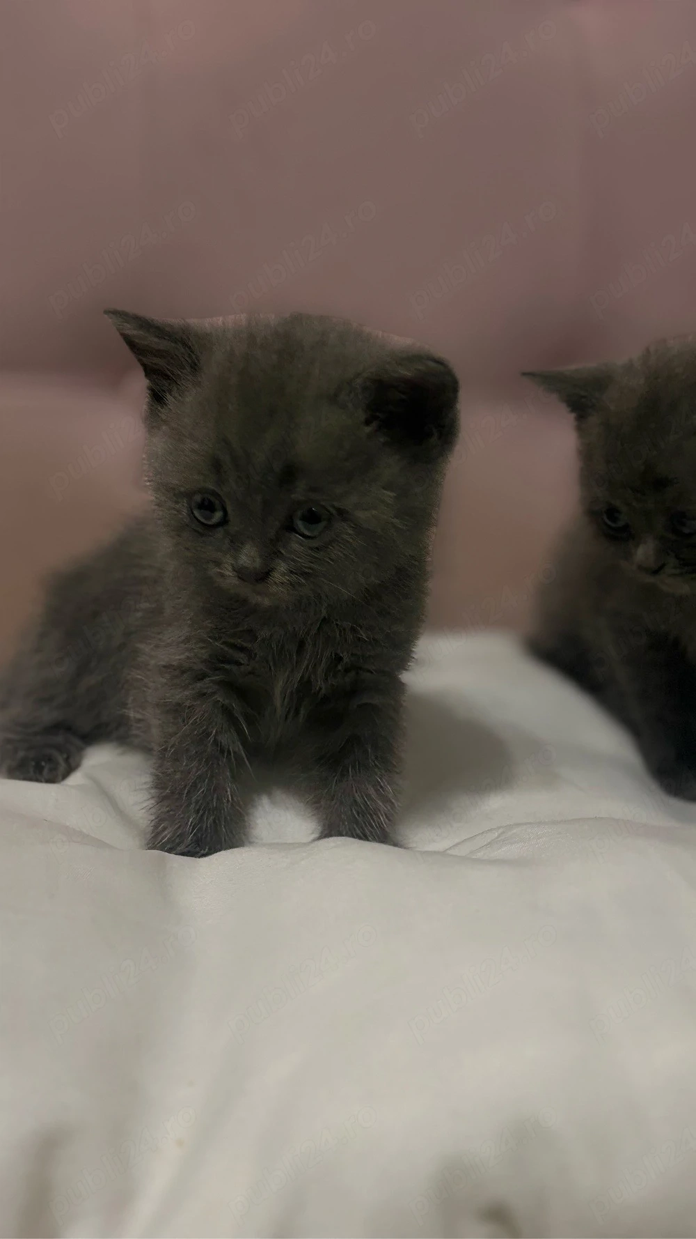 Puiuti British Shorthair Blue