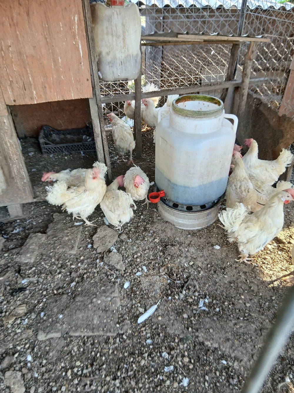 Gaini leghorn italiana alba 