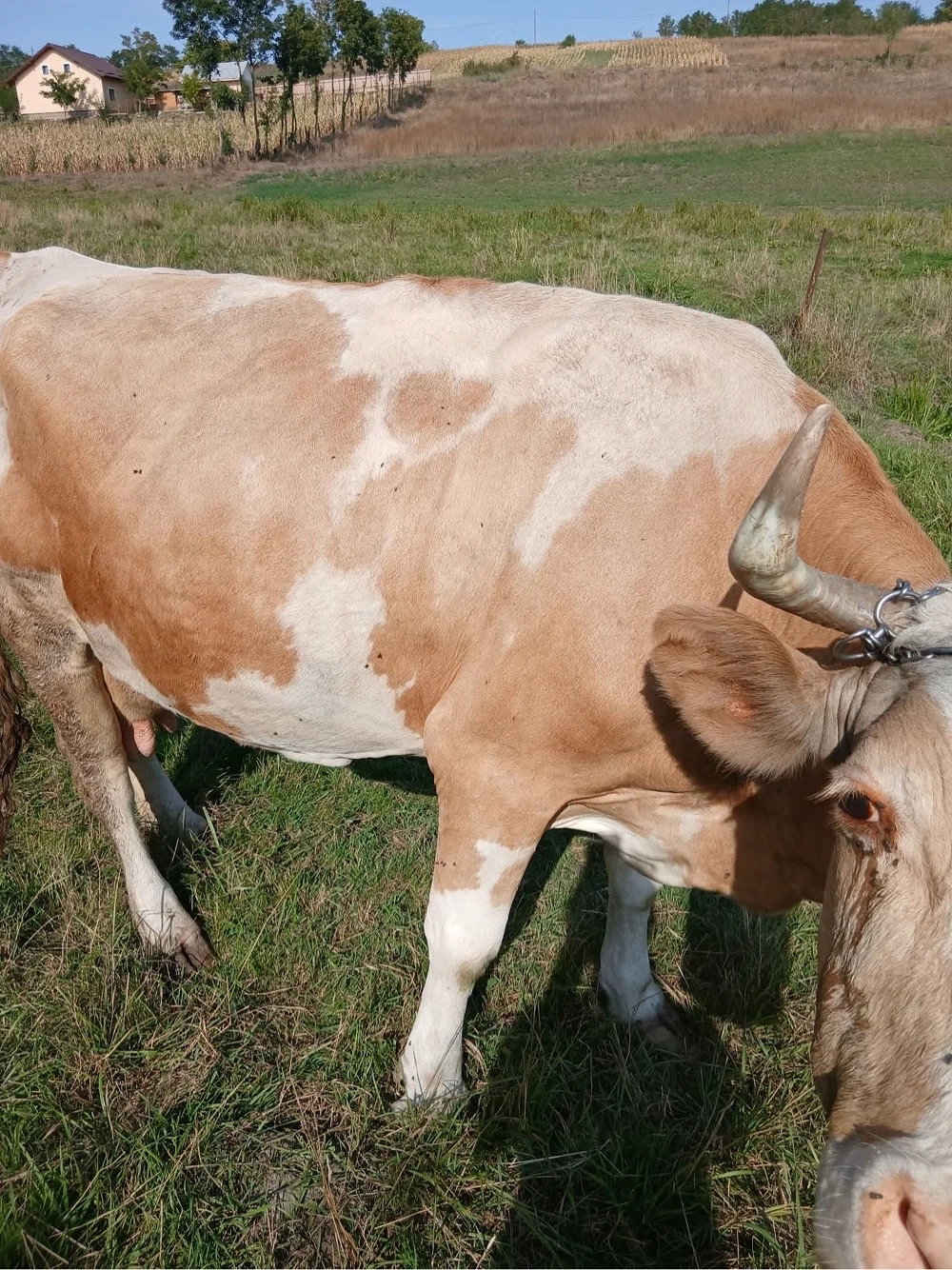 Vaca de vanzare 
