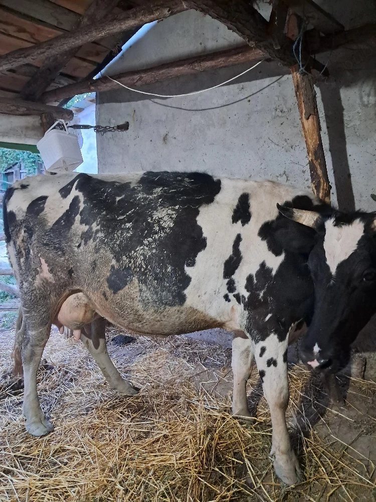 văcuță cu vițelul ei de vânzare. 