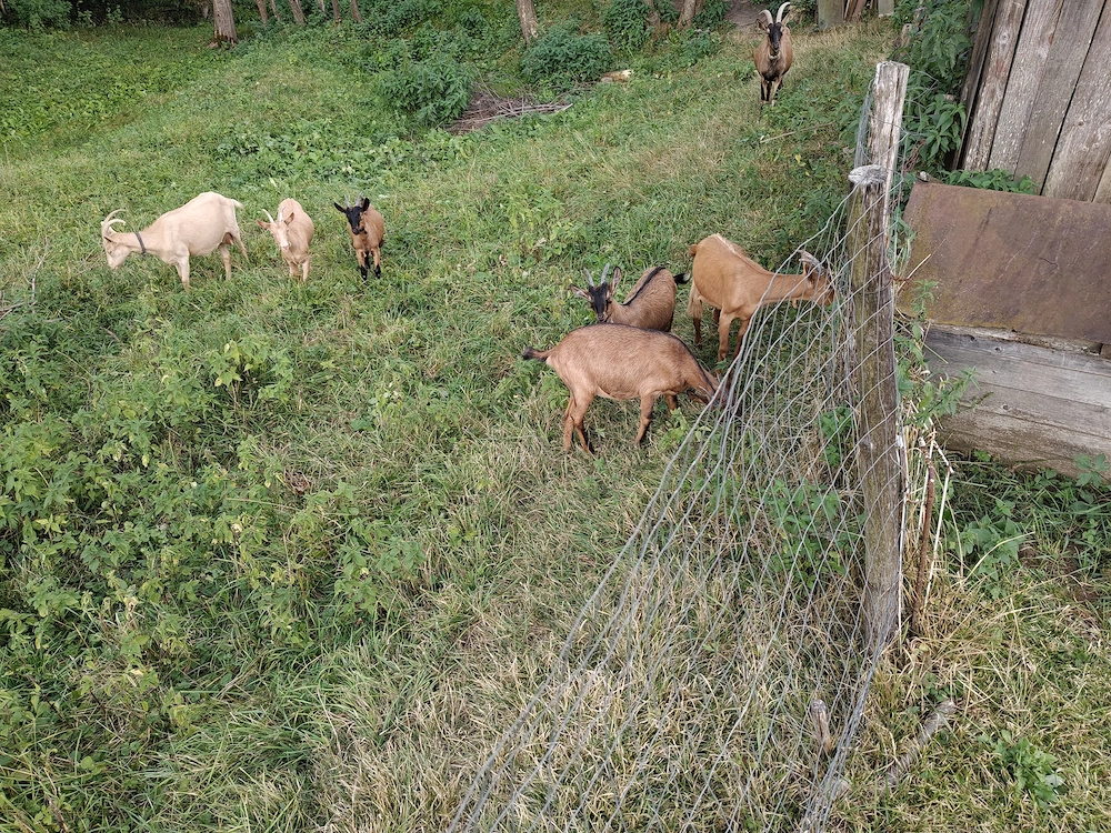 Capre și iezi de vânzare
