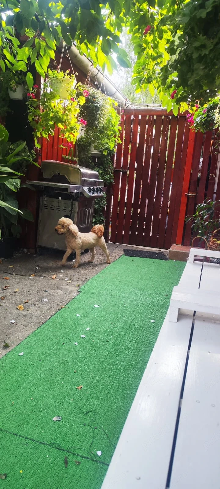 Pudel mascul