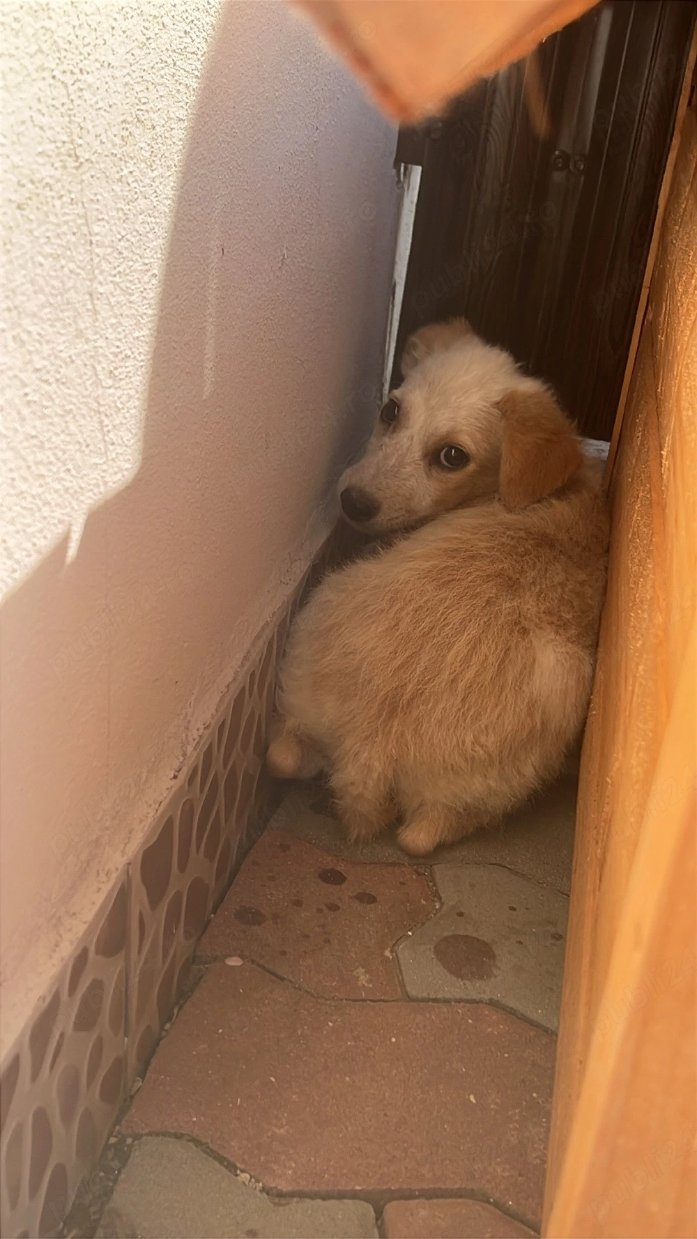 catelusa spre adoptie