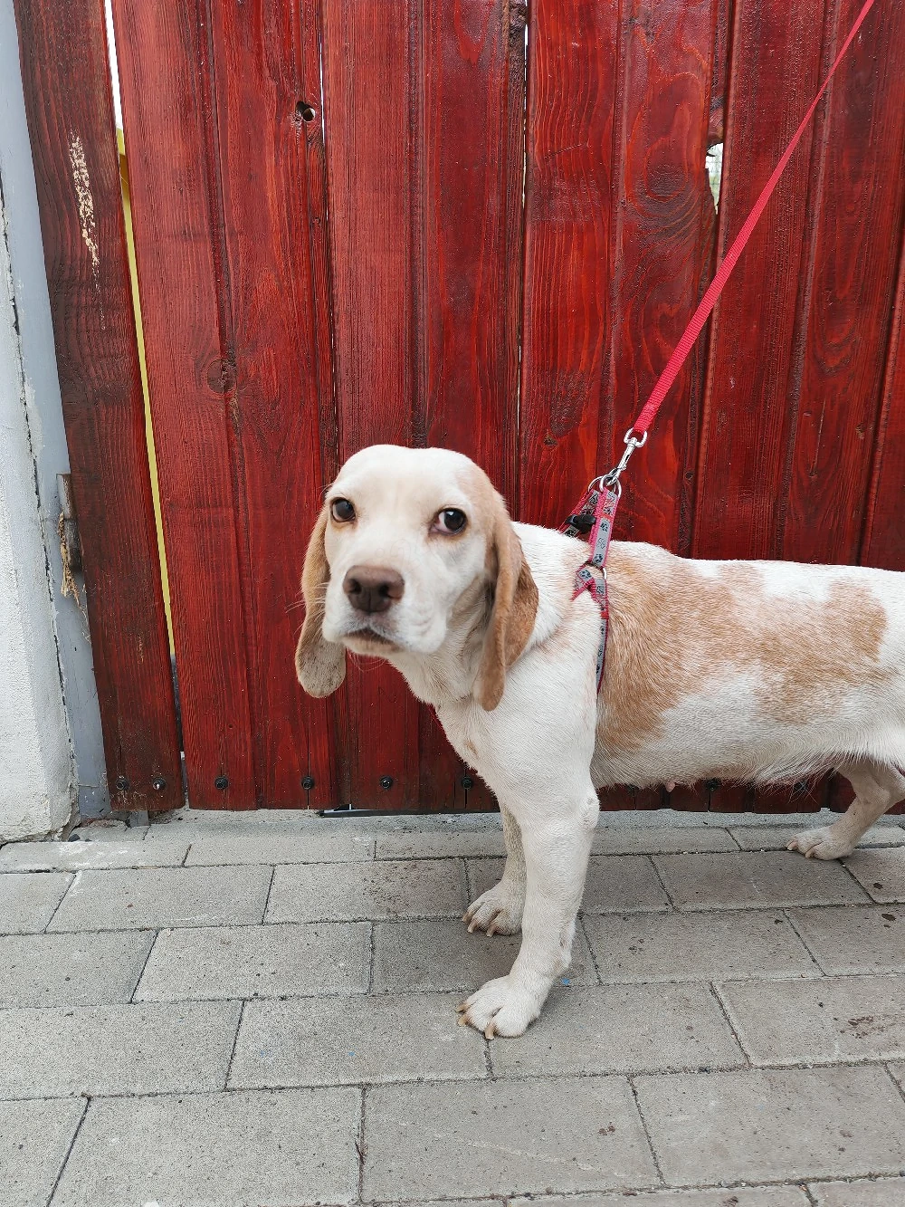 Beagle femela bicolor 
