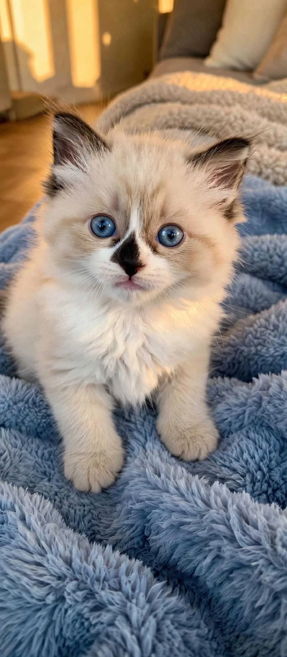 ragdoll snowse!!!