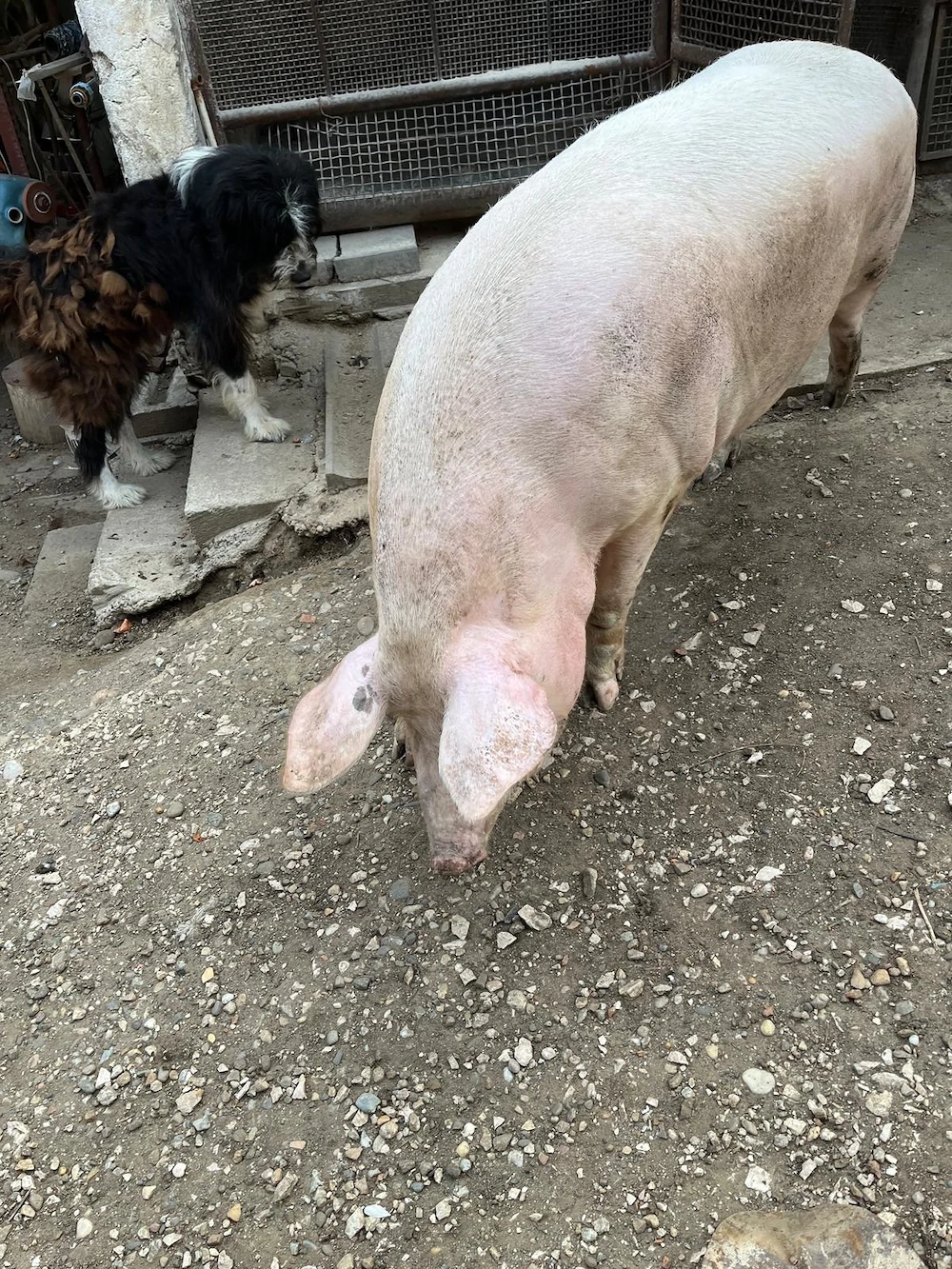Vând porc aproximativ 200 kg