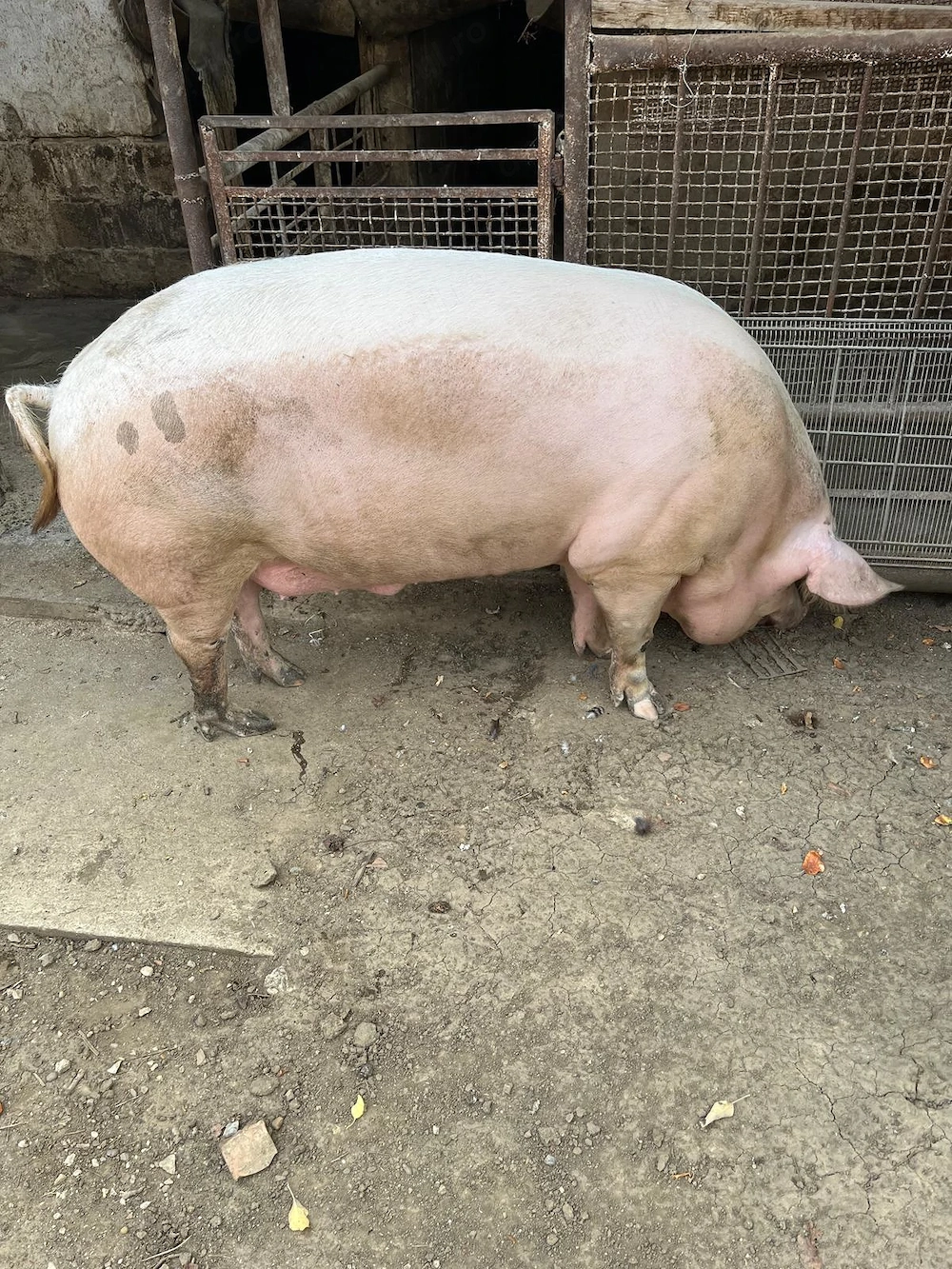 Vând Porc Aproximativ 200 Kg