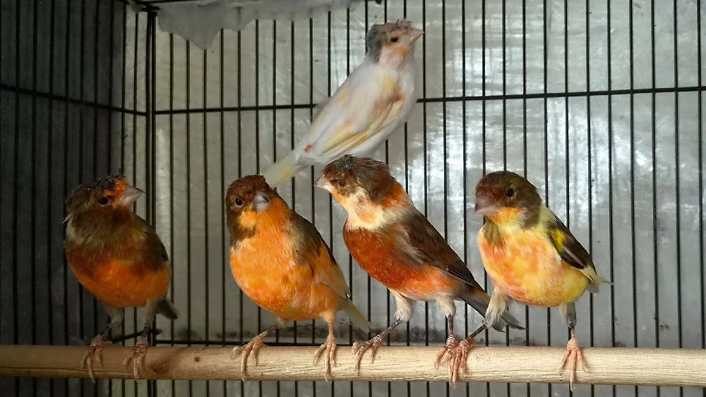 CANARI Arlechin portughez
