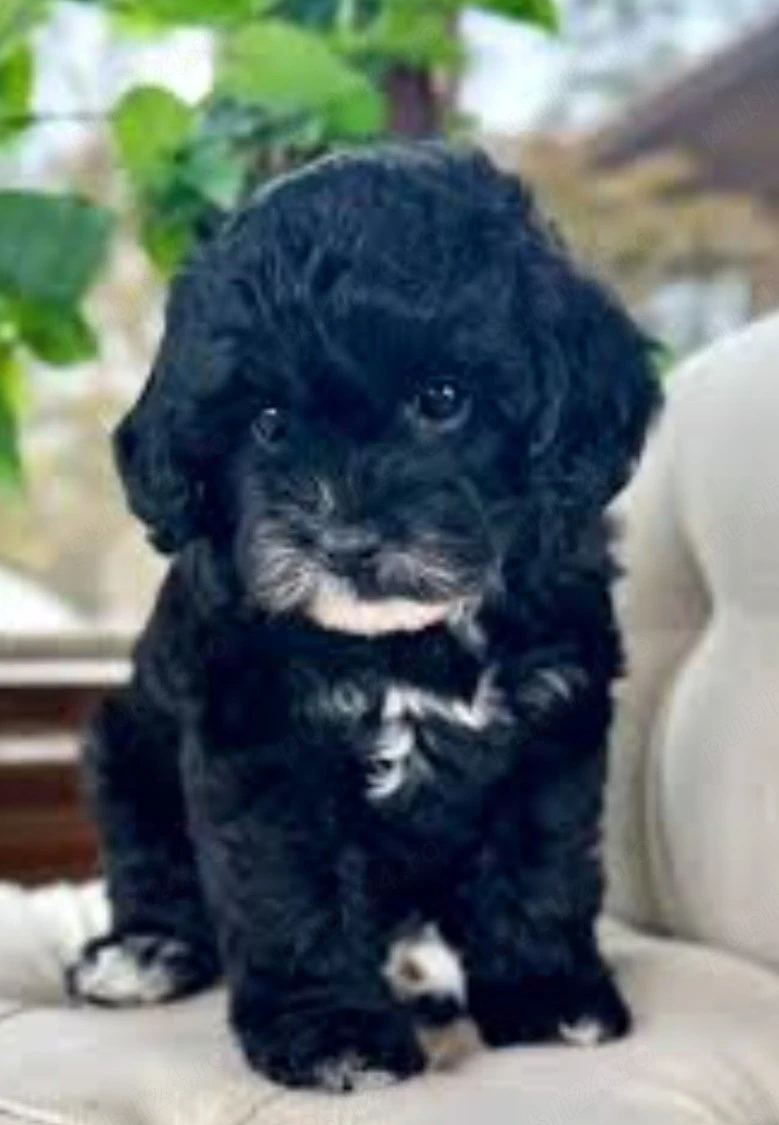 Fetiță Bichon Havanez   6 săptămâni 