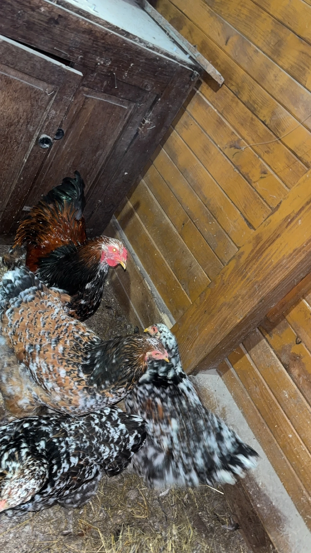 Vând femela ciobănesc de Bucovina 