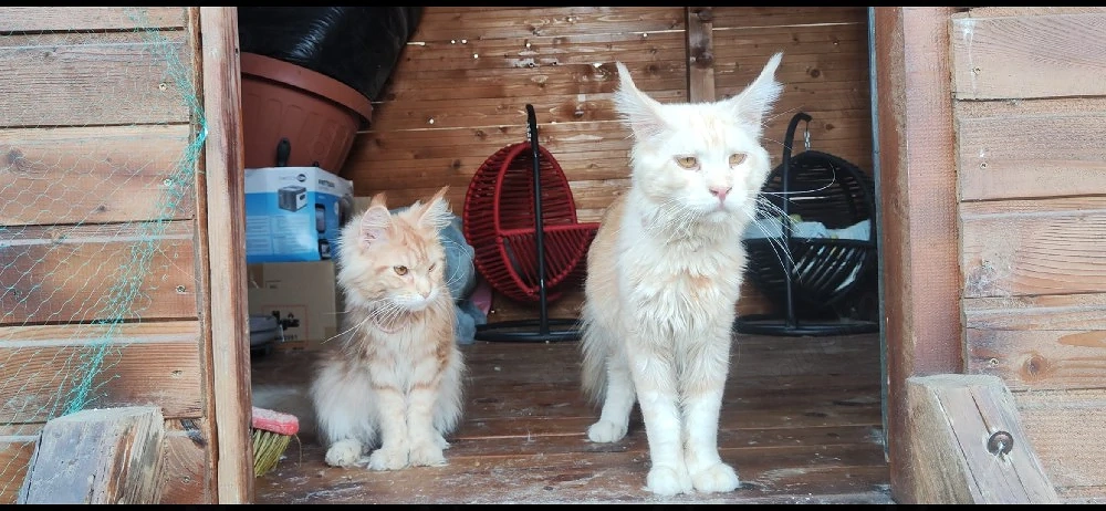 Vând pisici maine coon, născute pe 12.07.2026, talie XL. Detalii în privat. 