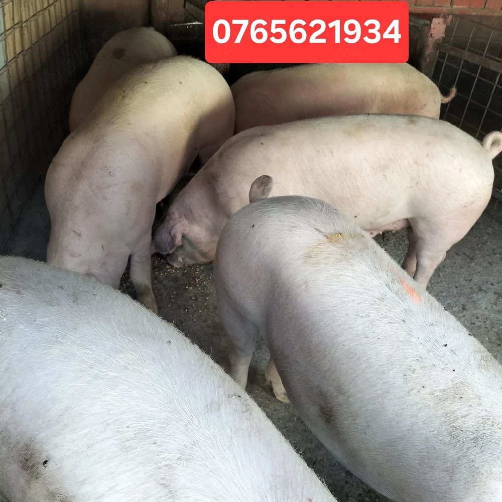 Porci de carne 35-50KG si 100-150KG