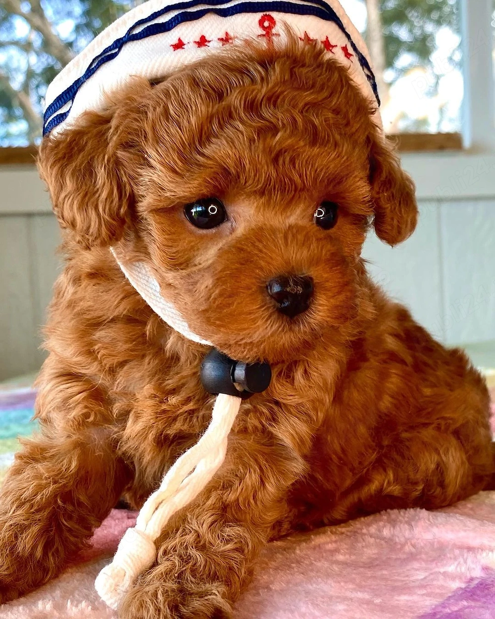 Pudel red inchis talie mini toy deosebit de elegant pedigree transport