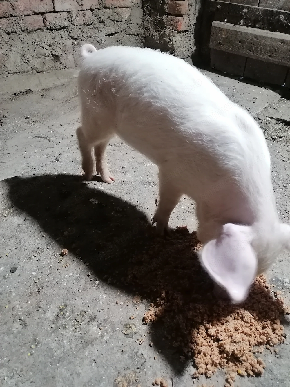 De vânzare o purcea 
