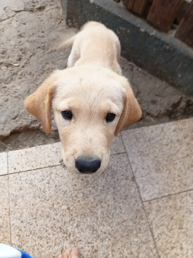 disponibil fata si baiat labradori
