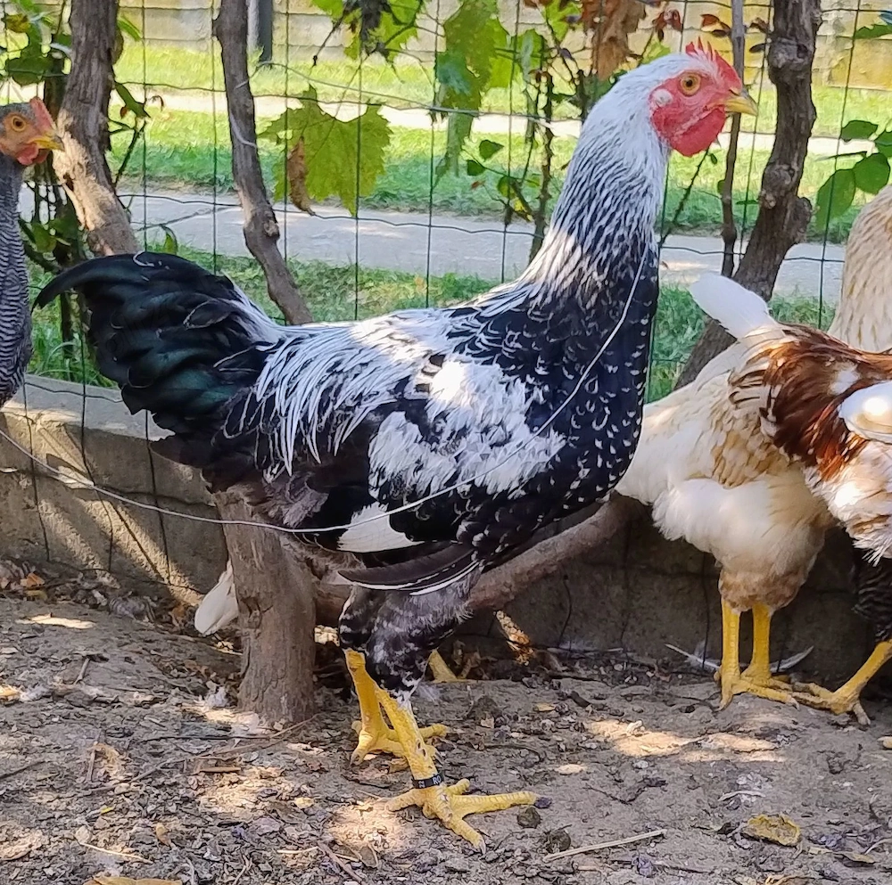 cocos de 5,5 luni Plymouth Silver argintiu