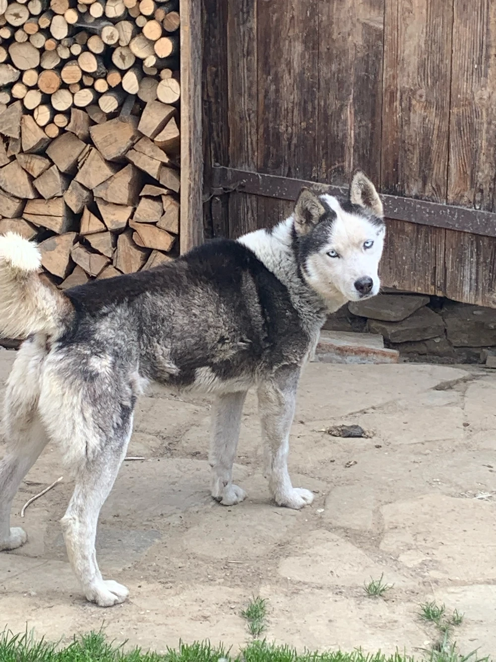 mascul huski siberian