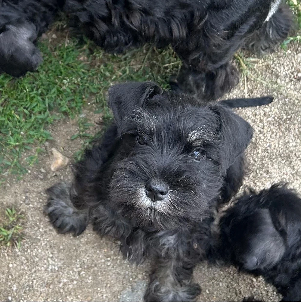 Vand pui schnauzer pitic
