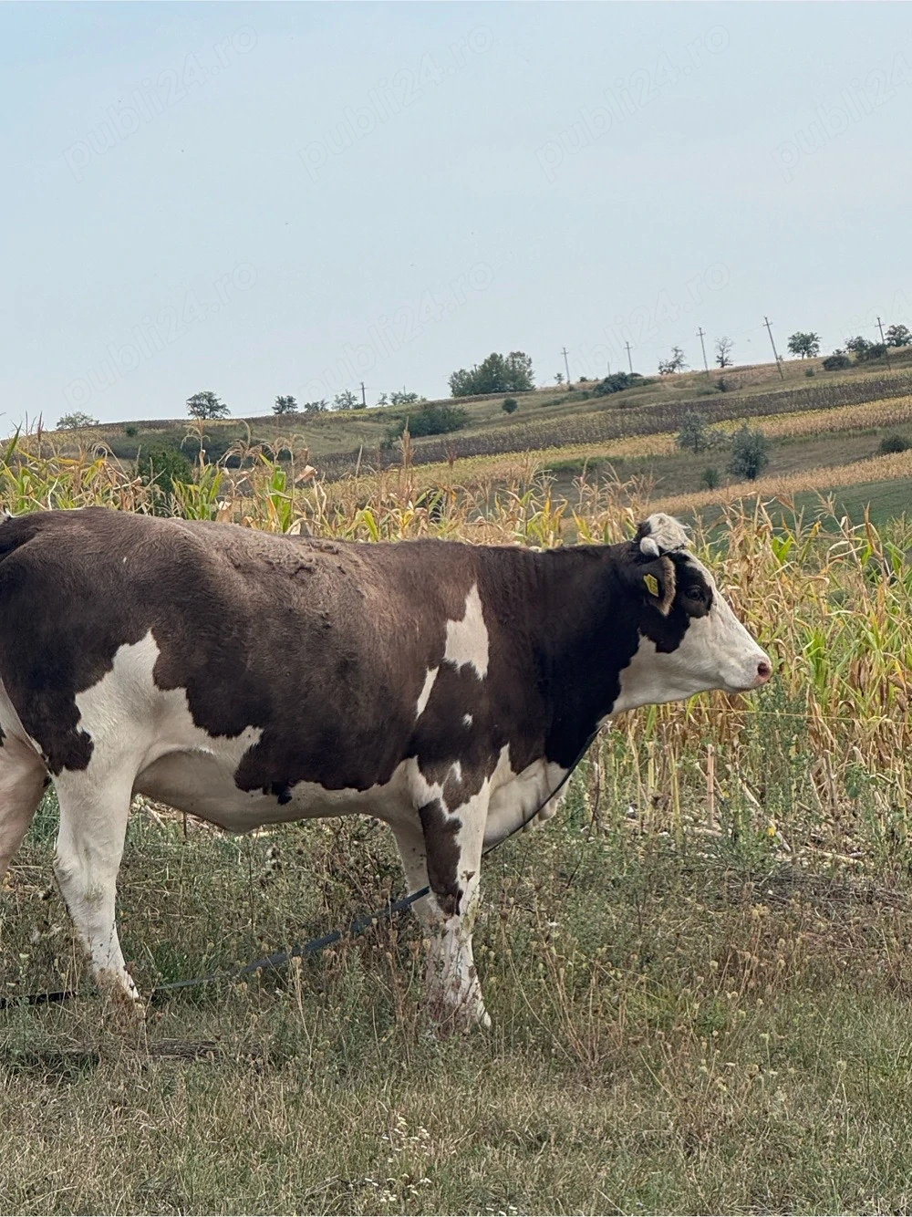 junica de vanzare 