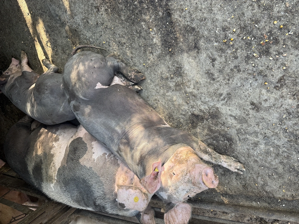 Porci de vanzare