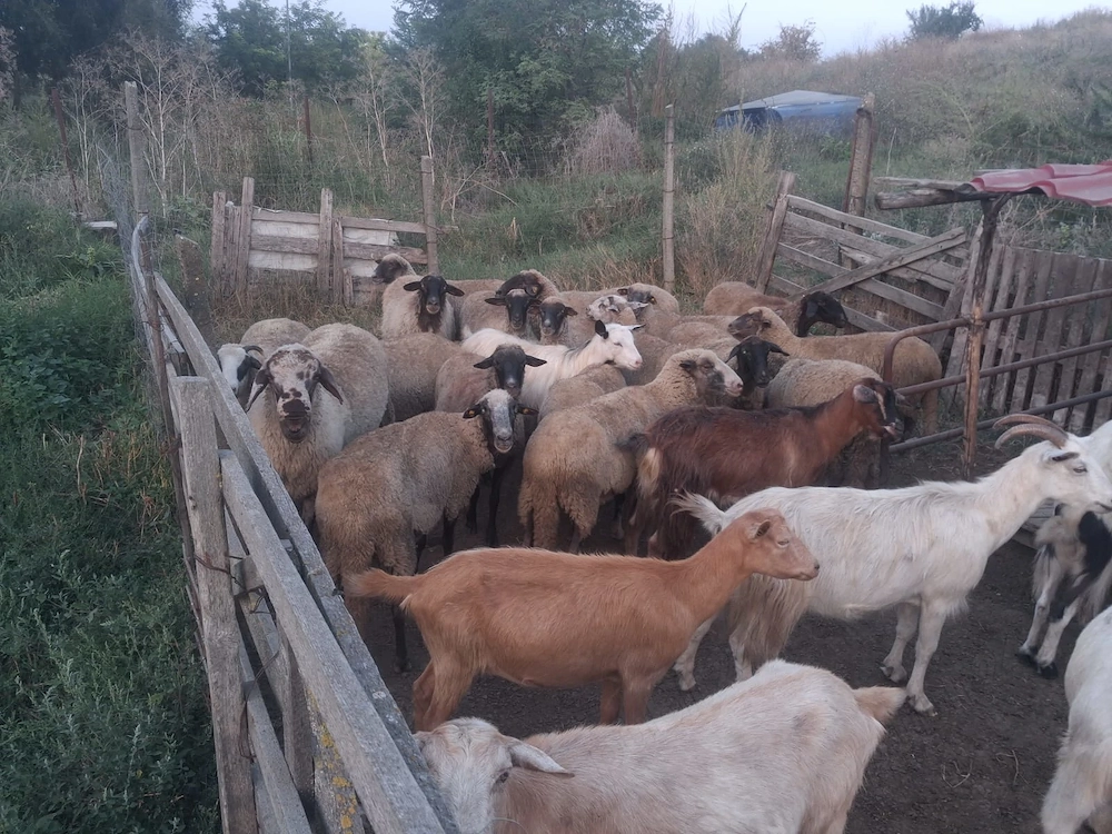 Oi și capre de vanzare