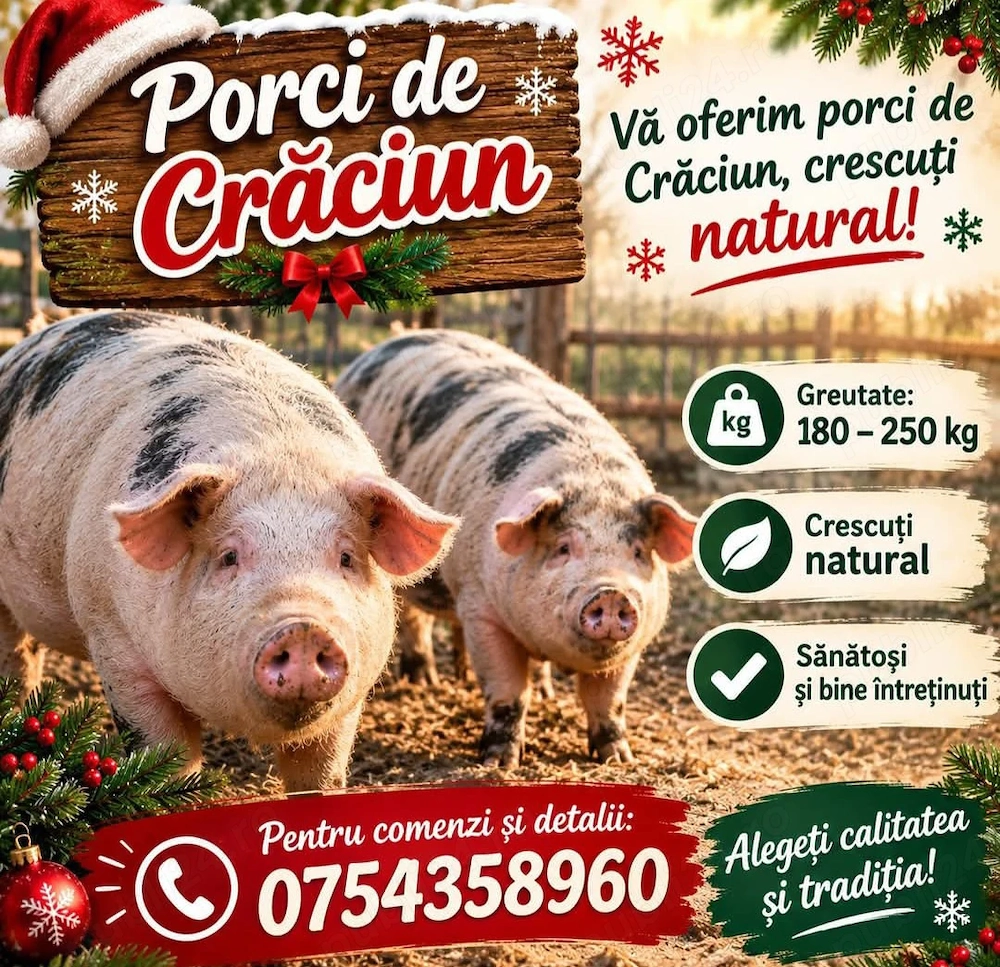 Porci de carne rasa pietrean preț 14 lei. Kg