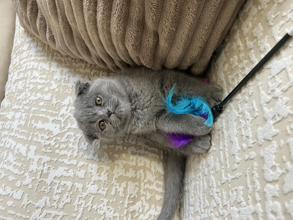 Fetița scottish fold blue