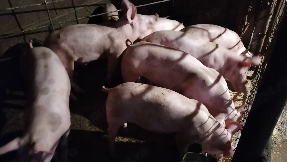 Grăsuni Pietrean de vînzare.