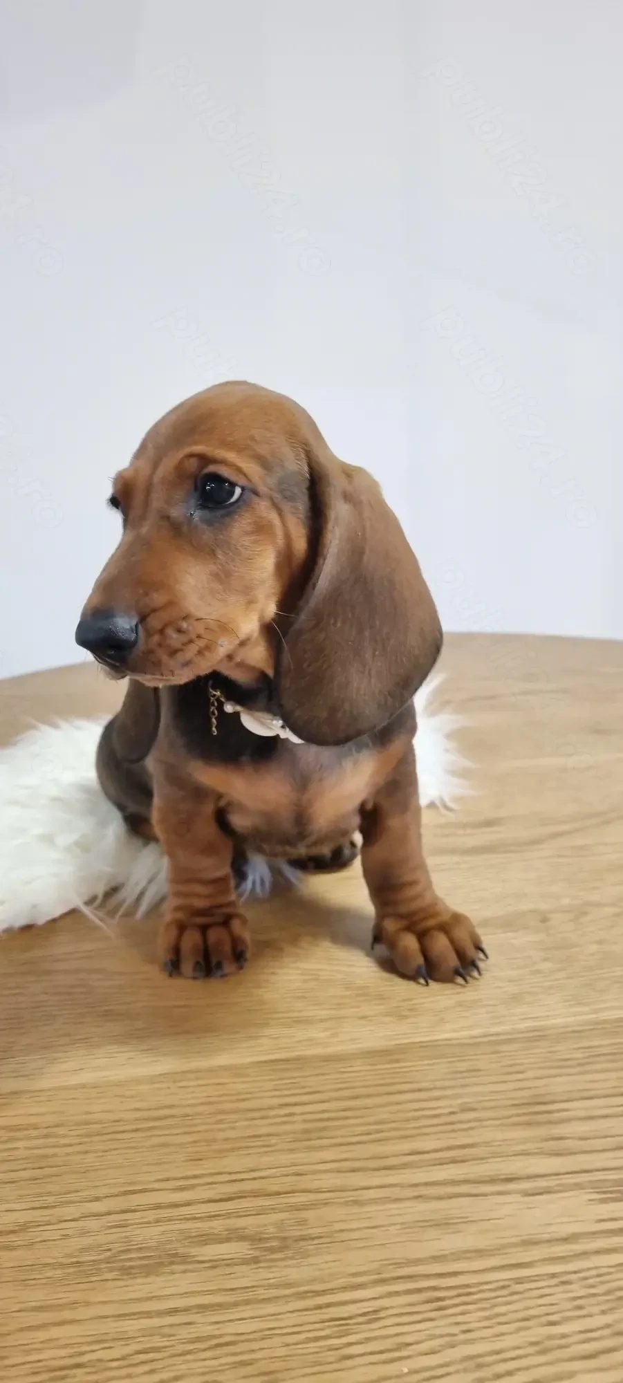Femela teckel dachshund pedigree FCI