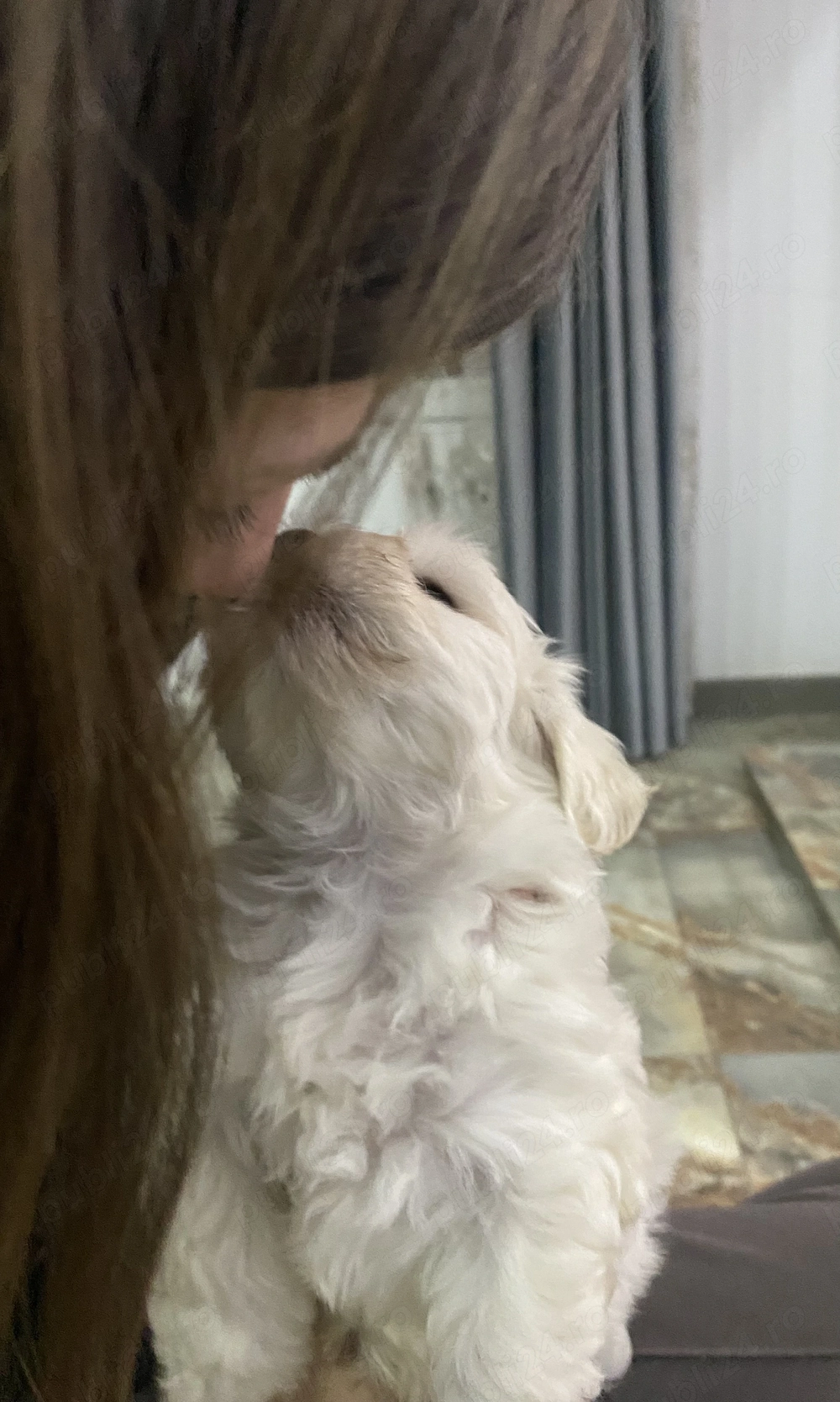 Pui bichon maltez