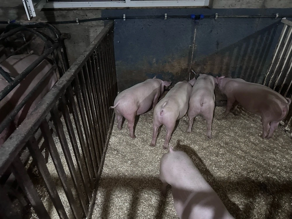 porci,purcei de carne