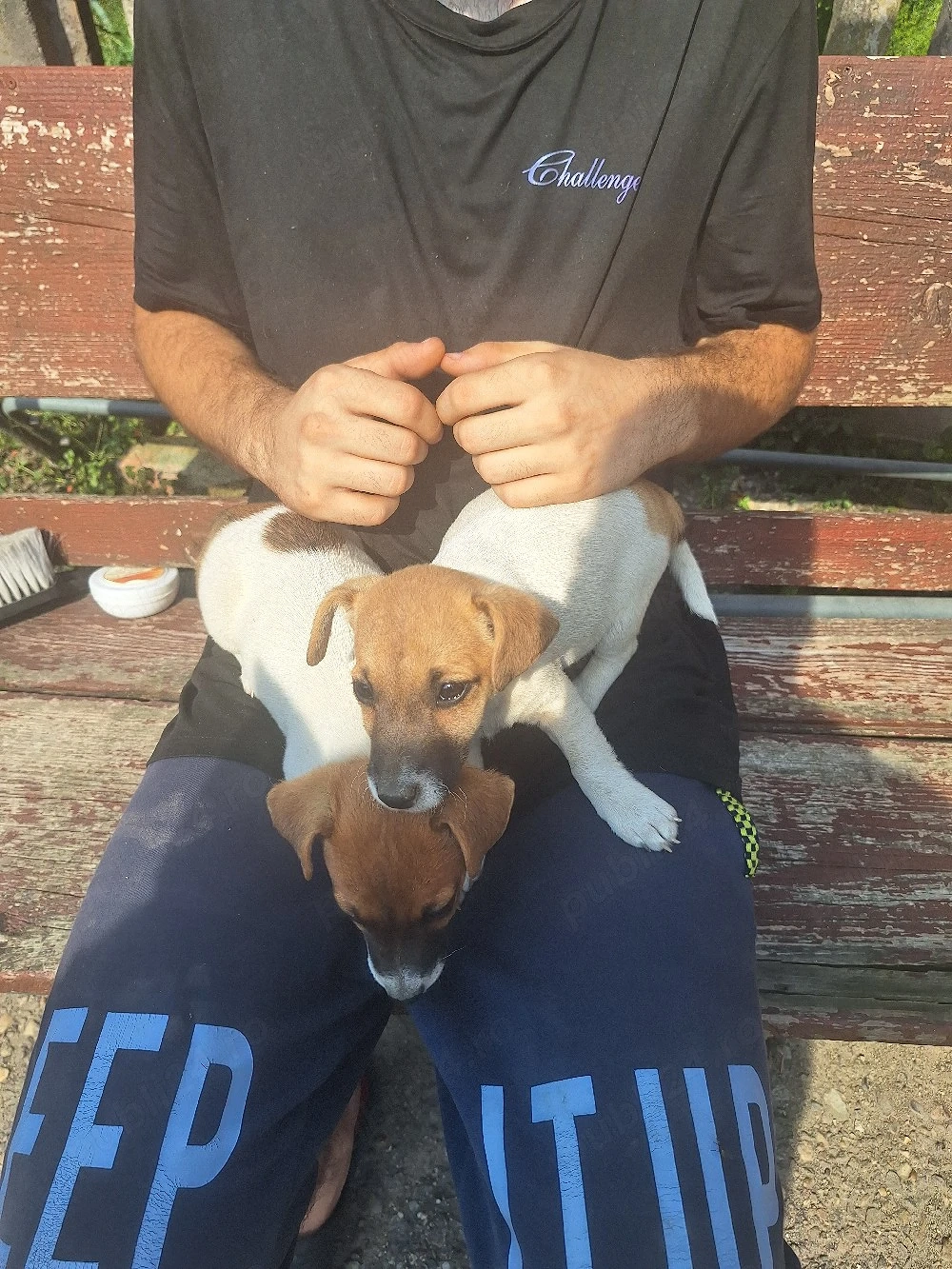 Jak Russell Terrier