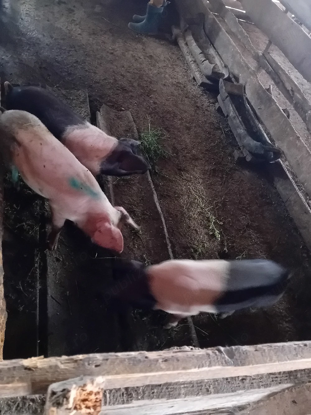 Vând grăsuni bazna