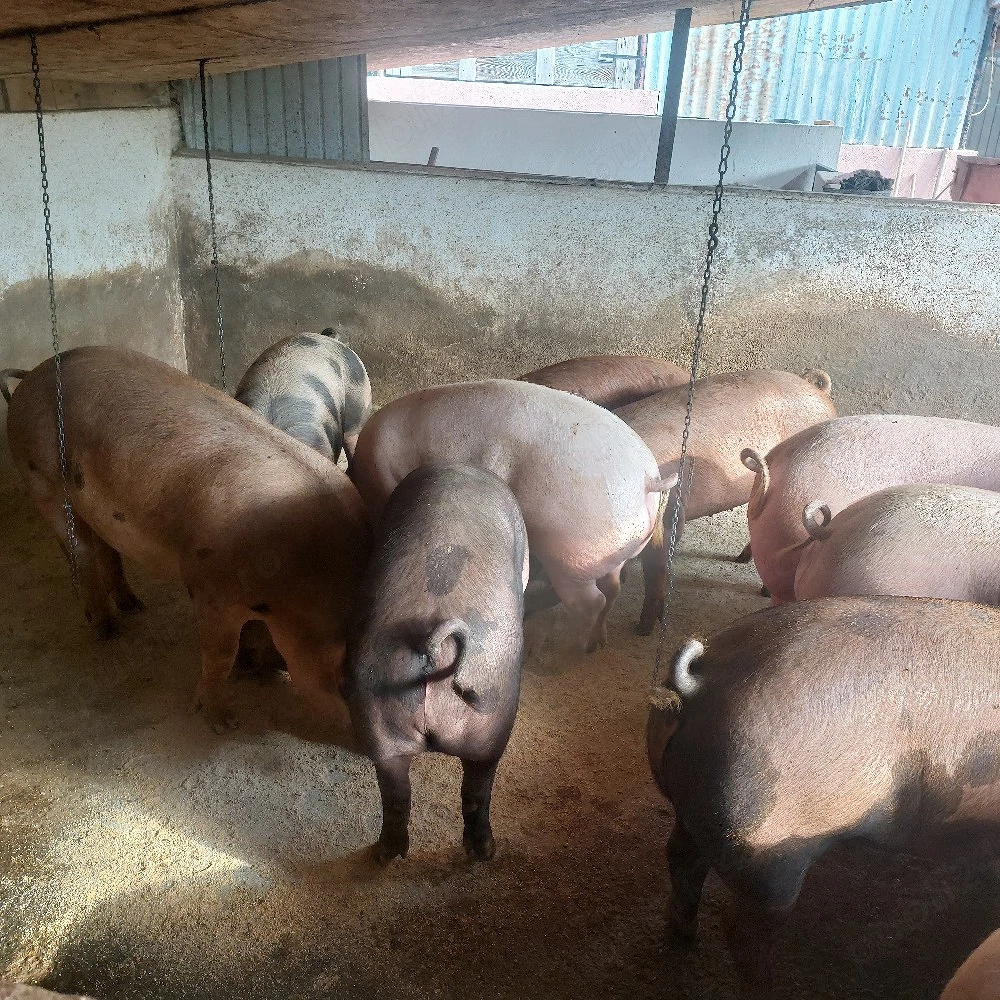 vând porci grași media între 80-180 kg.