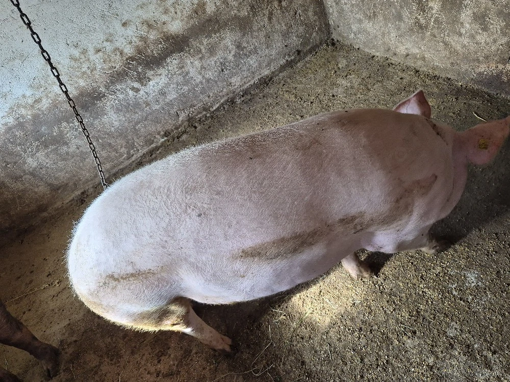 Porc de vânzare 
