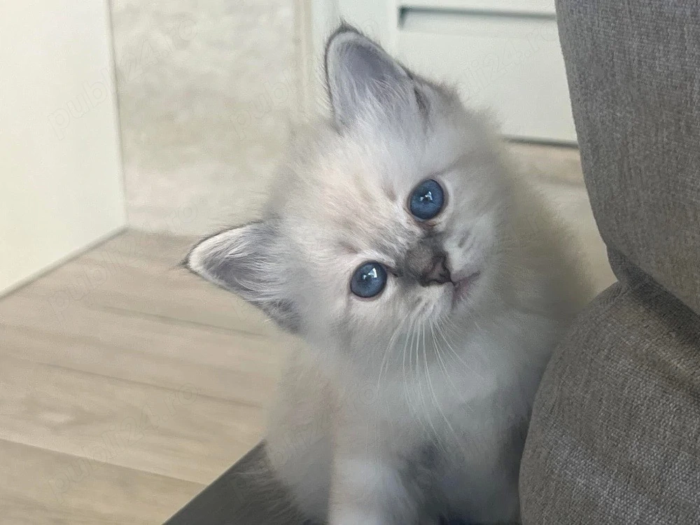 Puiut Ragdoll 
