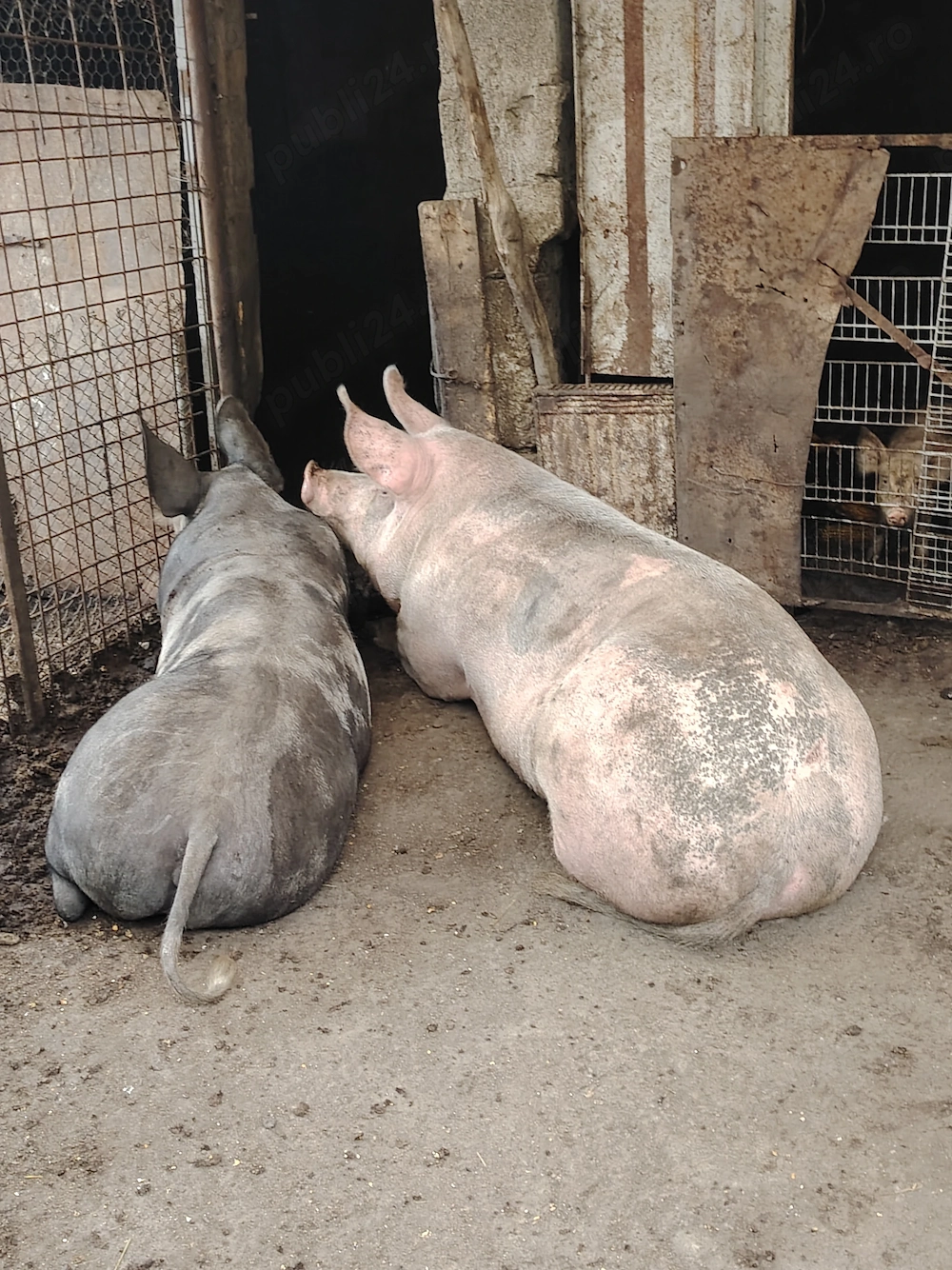 Porc de vanzare