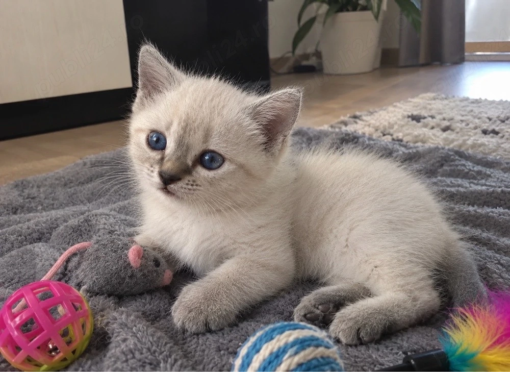 Ragdoll disponibil 