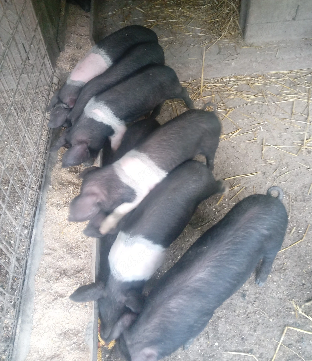 Disponibili purcei bazna 