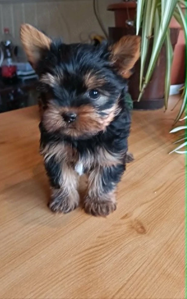 yorkshire terrier fetita