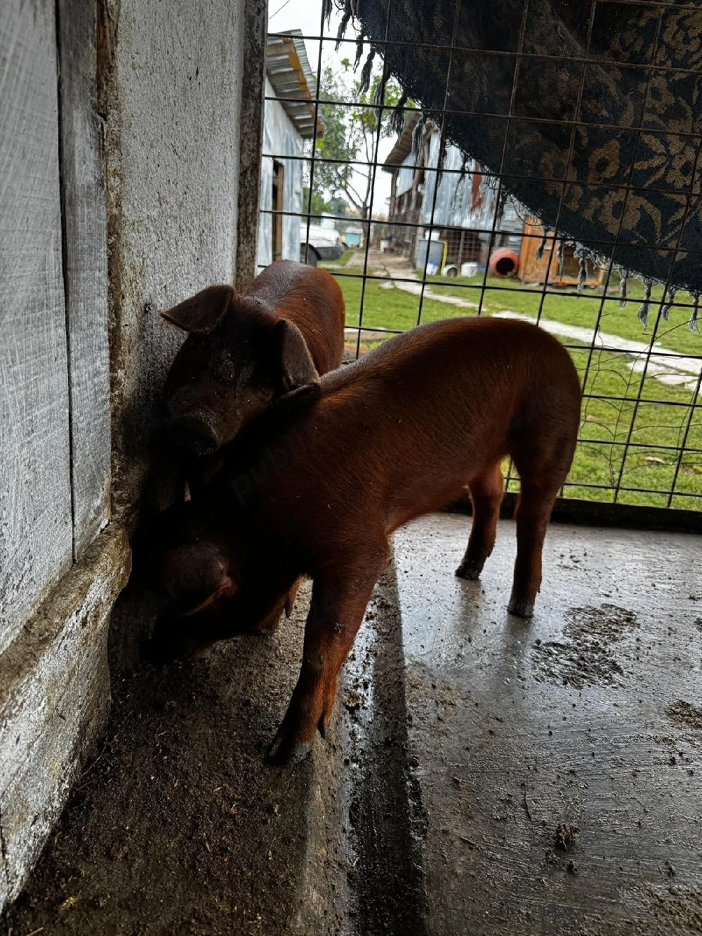 vind purcei duroc