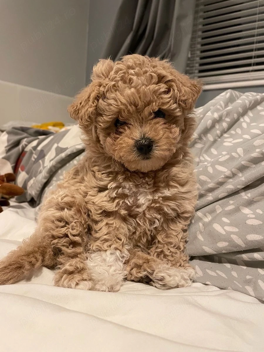 Maltipoo Pudel Mini Toy 