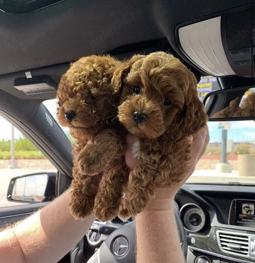Caniche Pudel Maltipoo Mini Toy 