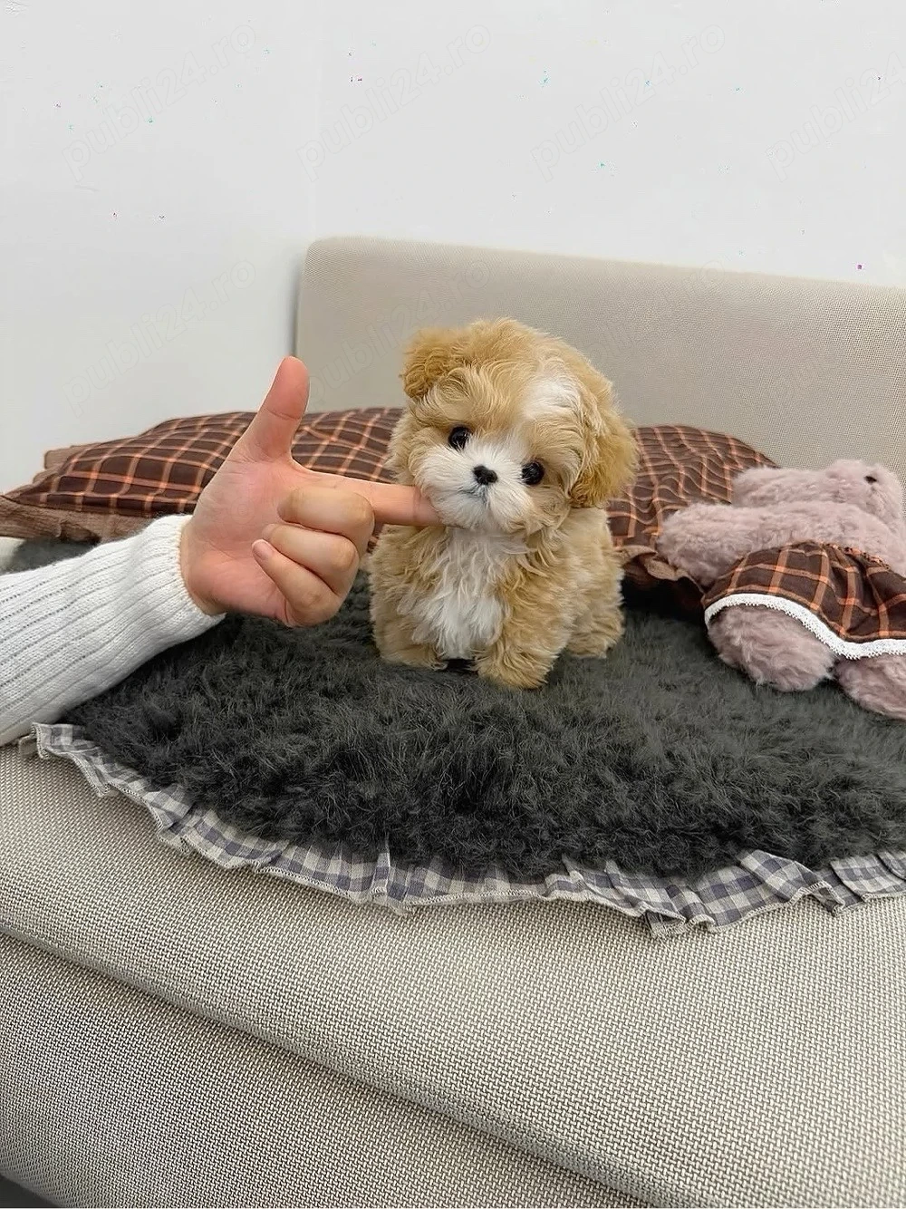 Maltipoo Mini Toy Poodle Caniche 