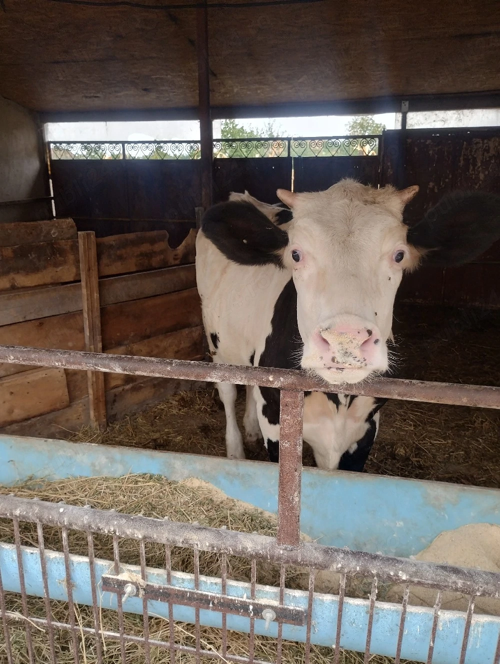 Vând vițea, aproximativ 300kg.